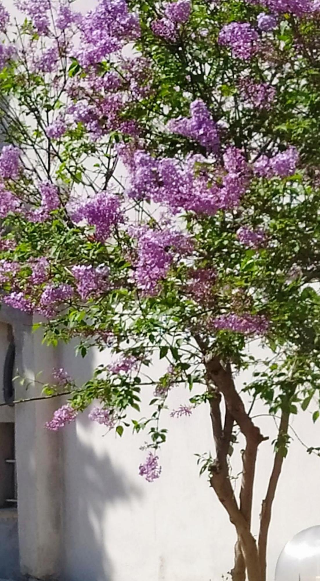 Villa View Διαμερισμα Loukissia Esterno foto